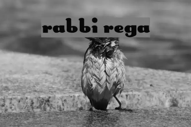 Rabbit Regular Fonte examples