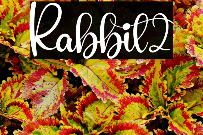Rabbit2 Example 3