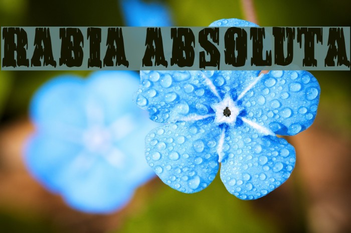 Rabia Absoluta Example 3