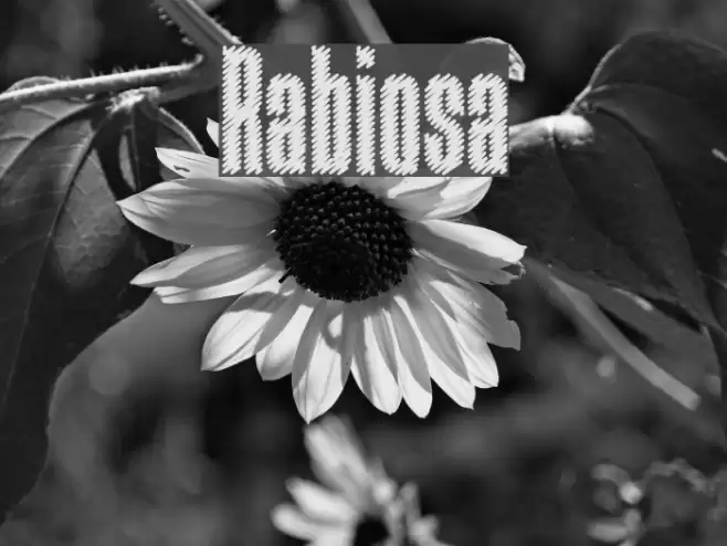Rabiosa フォント examples