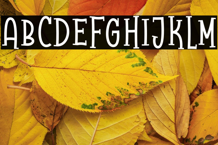 Raccoon Serif Demo Example 1