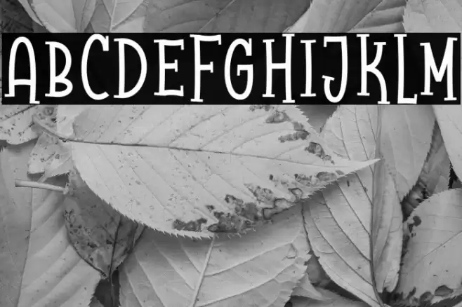 Raccoon Serif Demo Font examples