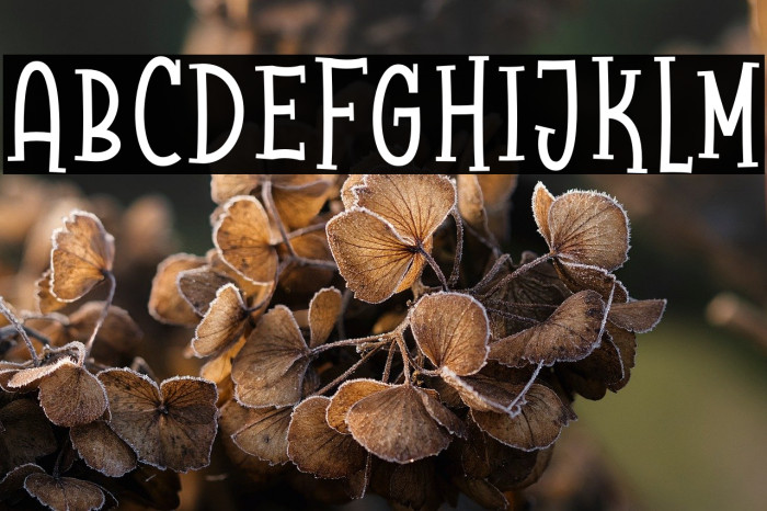 Raccoon Serif Demo Example 3