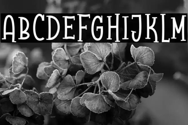 Raccoon Serif Demo Font examples