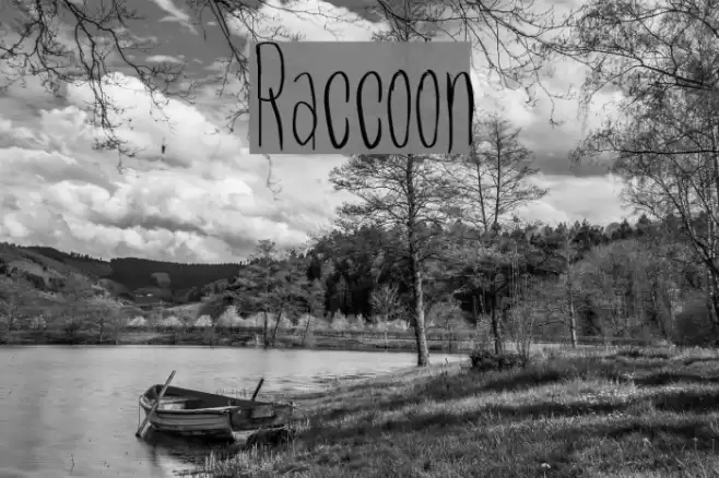 Raccoon Font examples