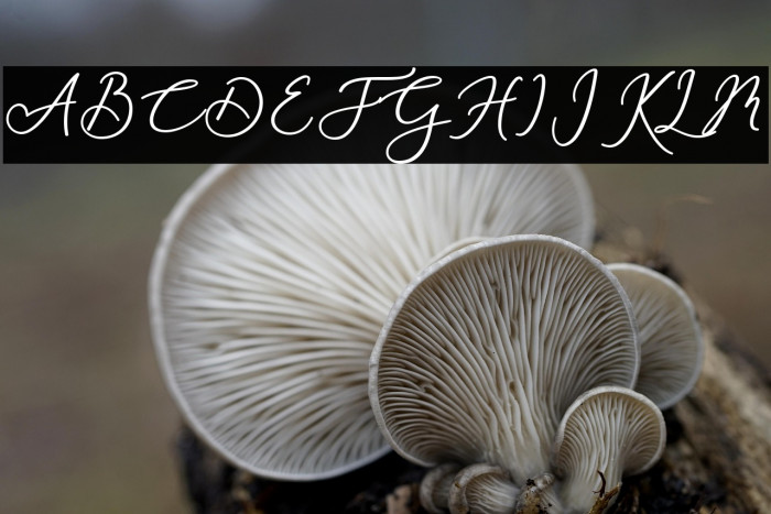 RachelaBold Example 2