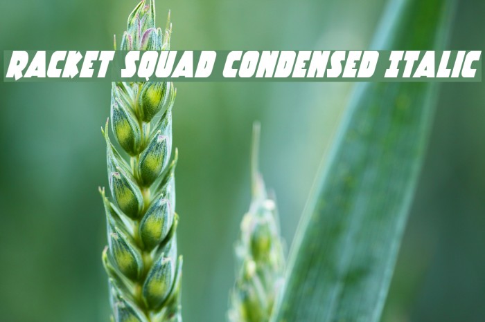 Racket Squad Condensed Italic Font examples