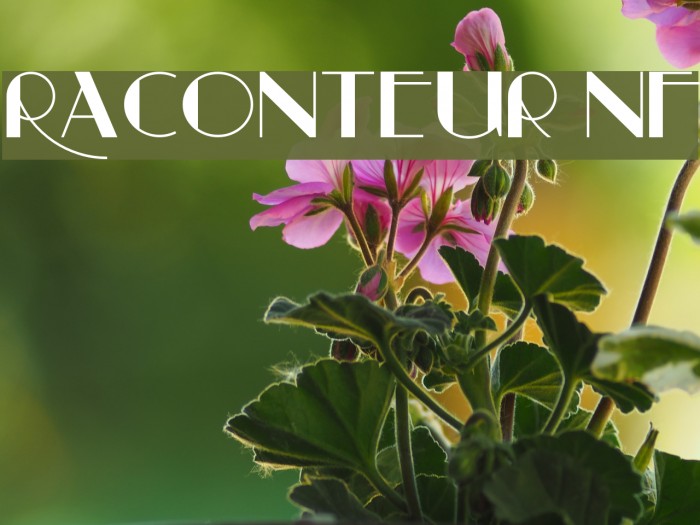 Raconteur NF Font examples