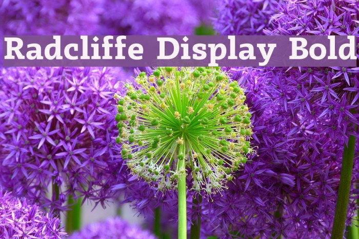 Radcliffe Display Bold Font examples