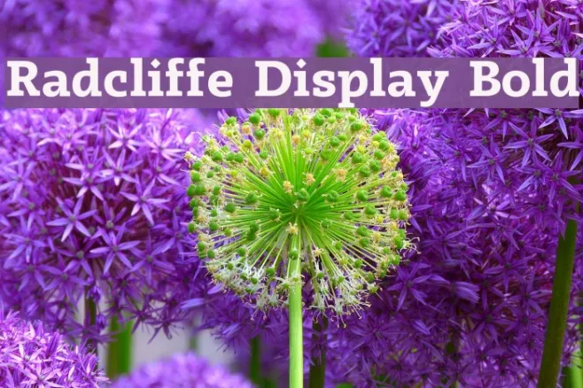 Radcliffe Display Bold Example 1