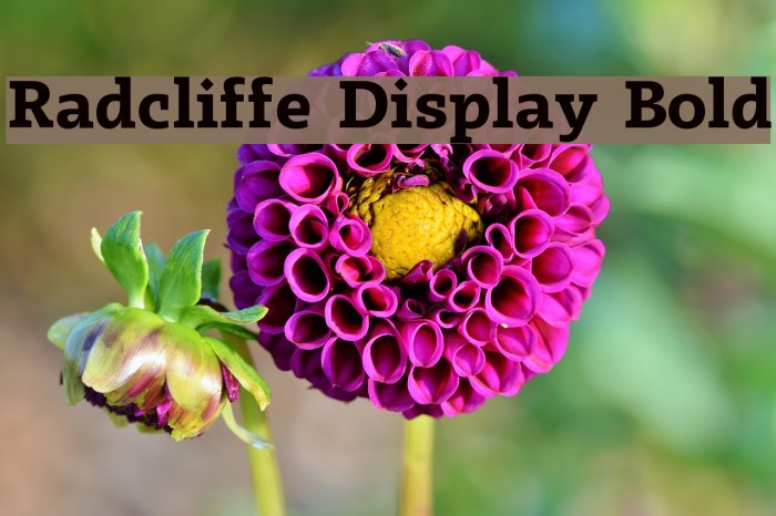 Radcliffe Display Bold Font examples