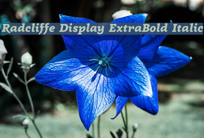 Radcliffe Display ExtraBold Italic Font examples