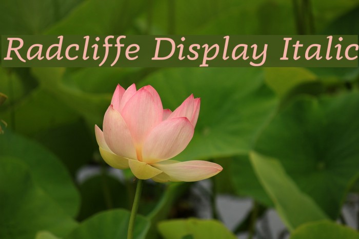 Radcliffe Display Italic Font examples