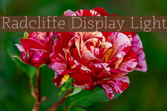 Radcliffe Display Light Font examples