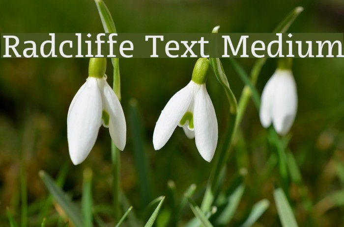 Radcliffe Text Medium Font examples