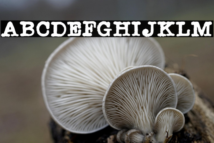 Radio Newsman Example 2