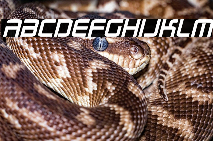 Radio Space Bold Italic Example 2