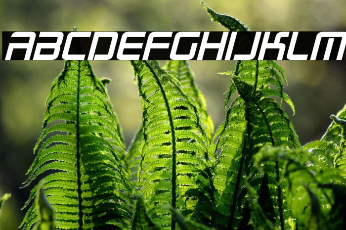 Radio Space Bold Italic Example 3