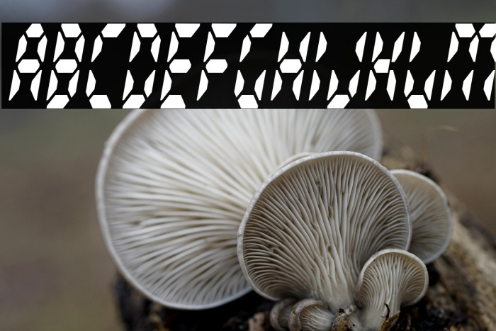 Radioland Slim Example 2