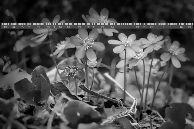 RadiosinMotion-Regular Font examples