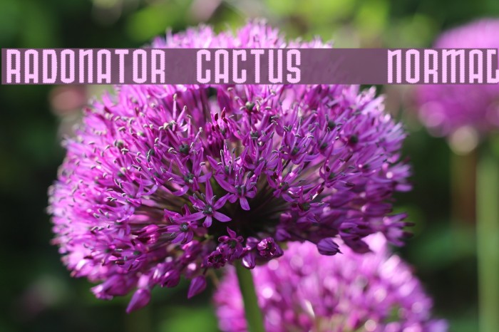 Radonator Cactus Normal Font examples