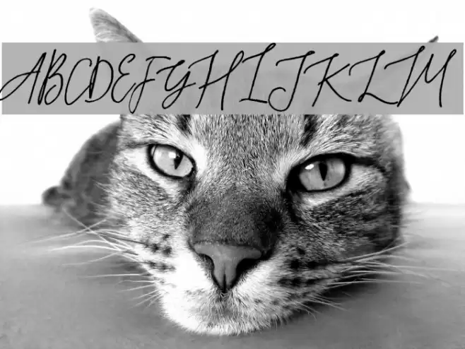 Rafailla Demo Font examples