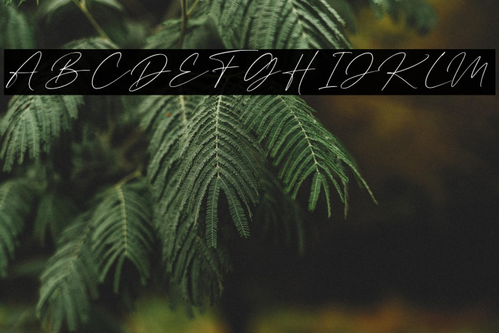 Rafelya Carrotin Example 2