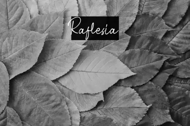 Raflesia Font examples