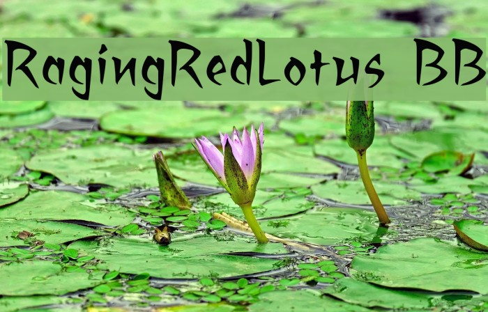 RagingRedLotus BB Font examples