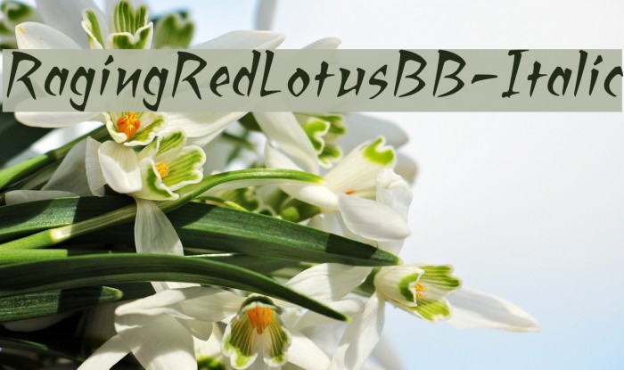 RagingRedLotusBB-Italic Font examples