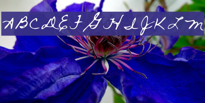 Rai Regular Example 2