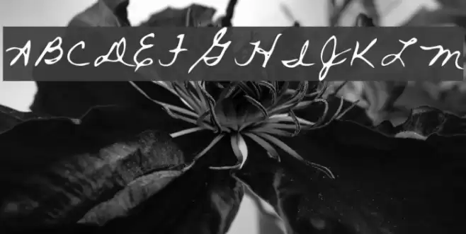 Rai Regular Font examples