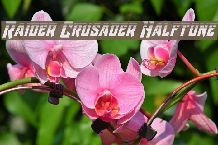 Raider Crusader Halftone Font examples