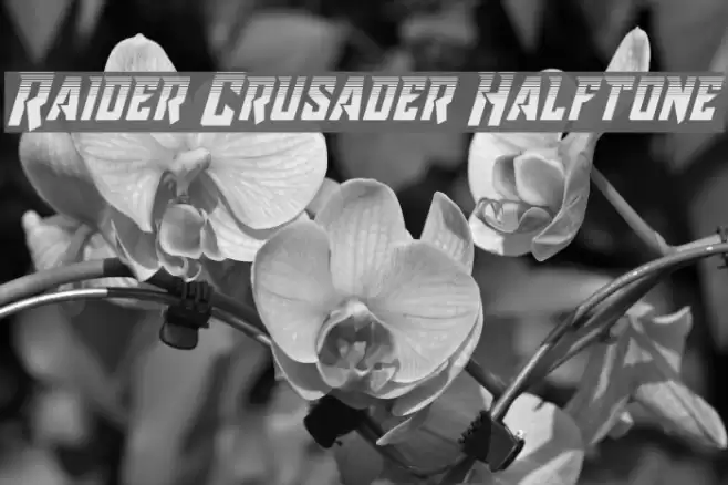Raider Crusader Halftone خط examples