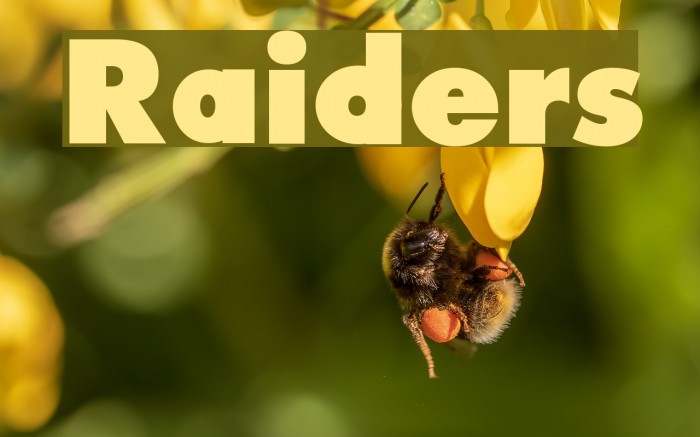Raiders Font examples