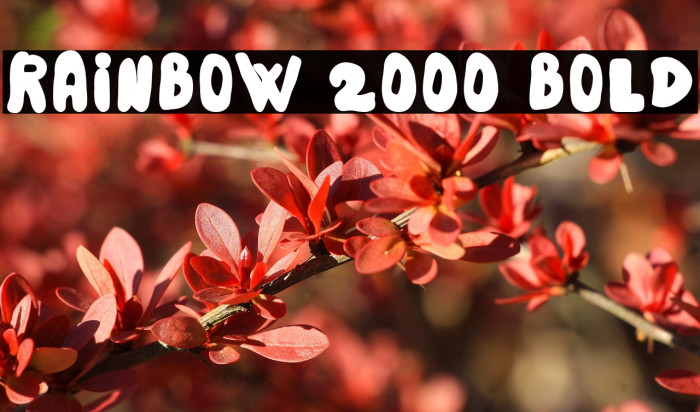 Rainbow 2000 Bold Example 1