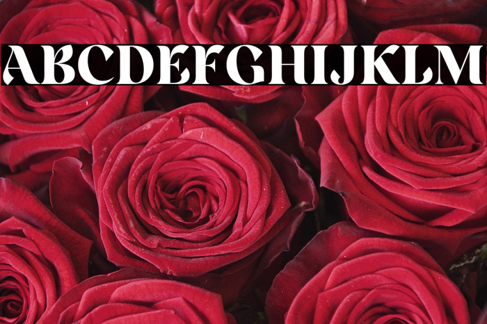 Rainesta-Black DEMO Example 2