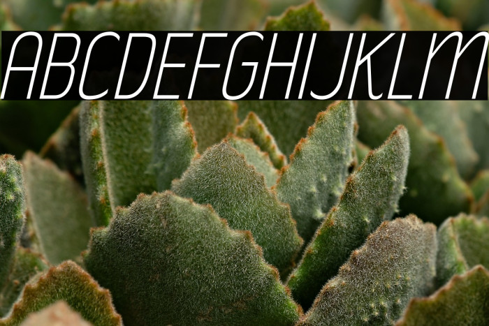 RakeslyEl-Italic Example 3