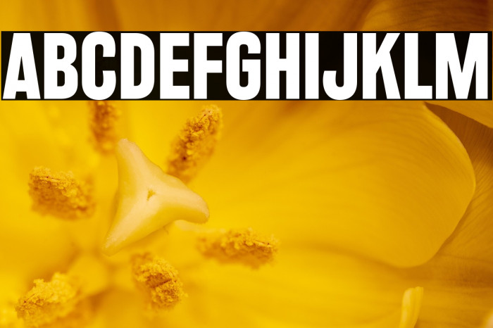 RakeslyRg-Bold Example 1