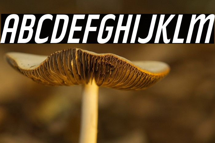 RakeslyRg-Italic Example 2