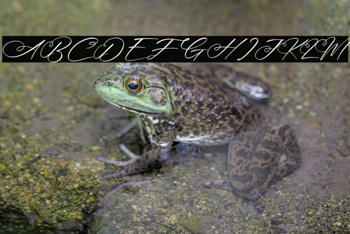 Ramanda Victoria Example 1