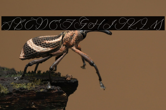 Ramsttale Chelliria Example 3