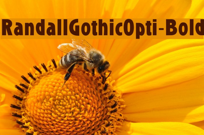 RandallGothicOpti-Bold Example 2