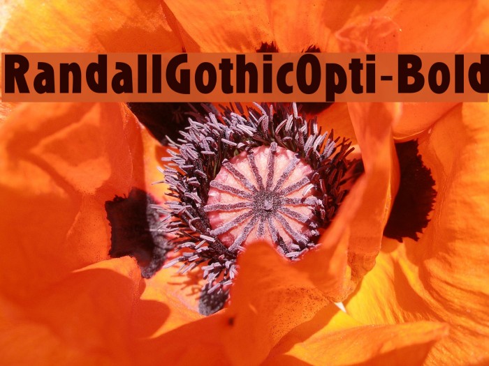 RandallGothicOpti-Bold Example 3