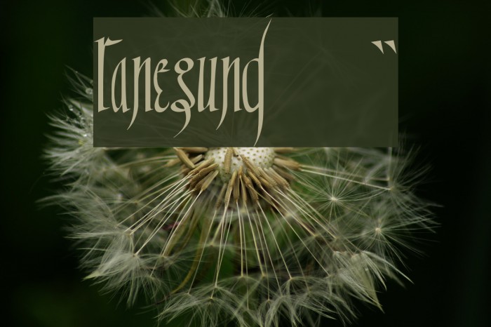 Ranegund!` Font examples