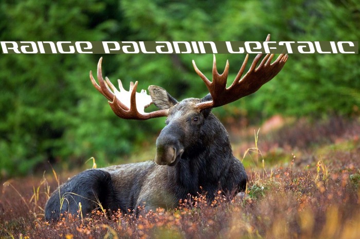 Range Paladin Leftalic Example 3