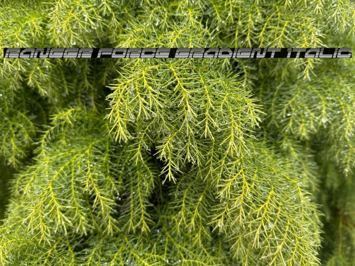 Ranger Force Gradient Italic Example 1