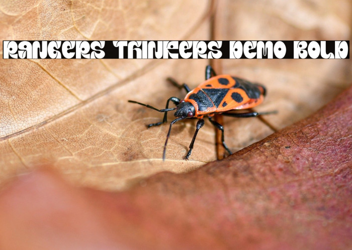 Rangers Thinkers Demo Bold Example 2