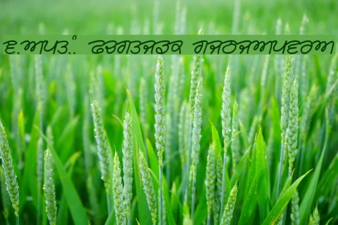 Rangsaaz cursive rimington Example 1