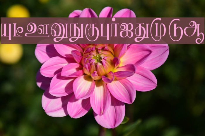 Ranjani Plain Font examples